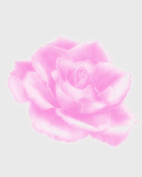 Růžová